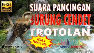 Download lagu Pancingan Dan Terapi Cendet Terotol Agar Mau Bunyi Ngeriwik mp3 Download lagu Pancingan Dan Terapi Cendet Terotol Agar Mau Bunyi Ngeriwik mp3