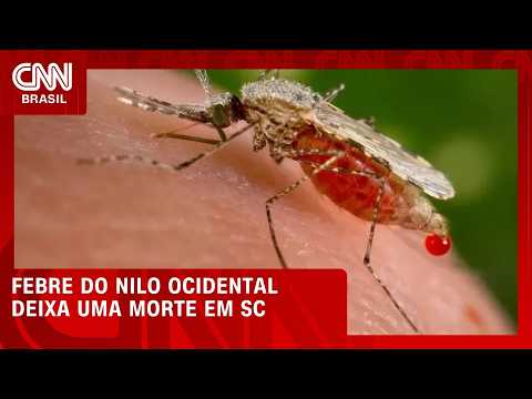 Morte por Febre do Nilo Ocidental é confirmada em Santa Catarina | CNN NOVO DIA