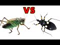 Ferocious Grasshopper VS Assassin Bug See Who Is Stronger