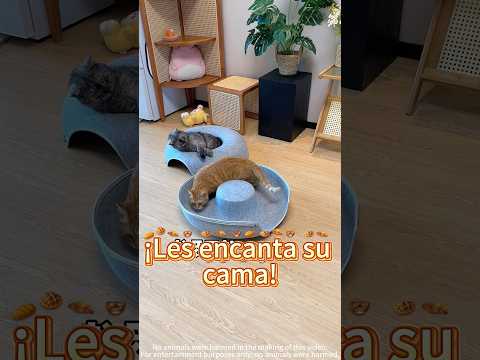 Elegí la cama perfecta y a los gatitos les encanta, ¿a vosotros os gustan los gatitos 🐱🛏️💕