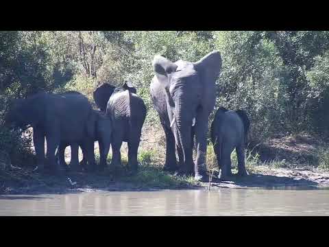 Djuma: Elephants-is this Short Trunk and her small herd? - 12:27 - 06/12/2023