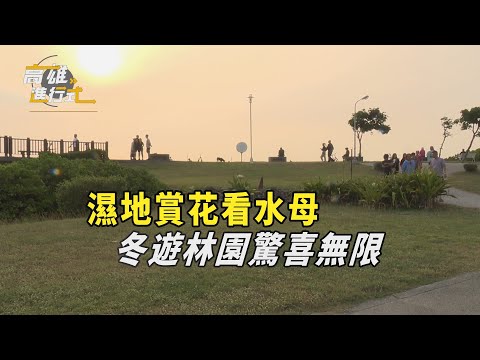 濕地賞花看水母 冬遊林園驚喜無限 ◆高雄進行式