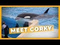 Corky: The Saddest Orca in the World