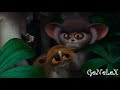 Madagascar 2005 Crying Mort