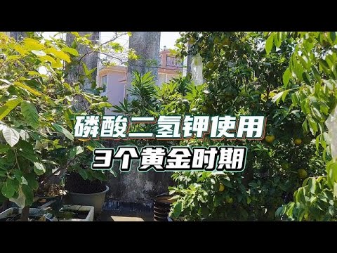 磷酸二氫鉀肥料用途