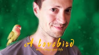 A lovebird will change your life