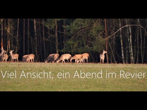 Viel Ansicht, ein Abend im Revier