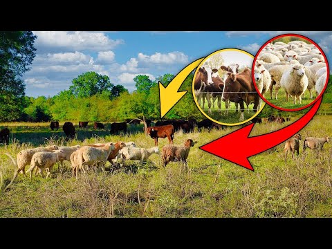 Why Grazing Sheep & Cattle Together Could Revolutionize Your Farm