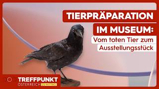 Naturhistorisches Museum Wien: Die Kunst des Ausstopfens | Treffpunkt Österreich