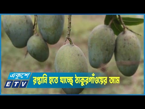 প্রথমবারের মতো রপ্তানি হতে যাচ্ছে ঠাকুরগাঁওয়ের আম