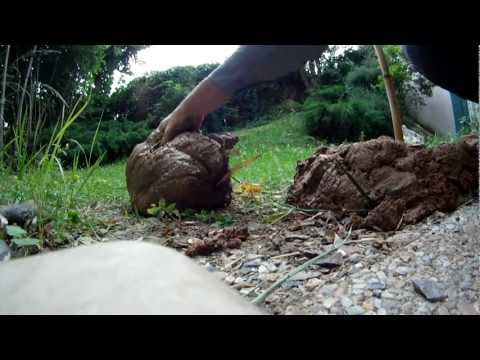 Paggamot ng kuko halamang-singaw ng langis halaman ng selandine Kung paano ituring ang eksema sa mga kuko