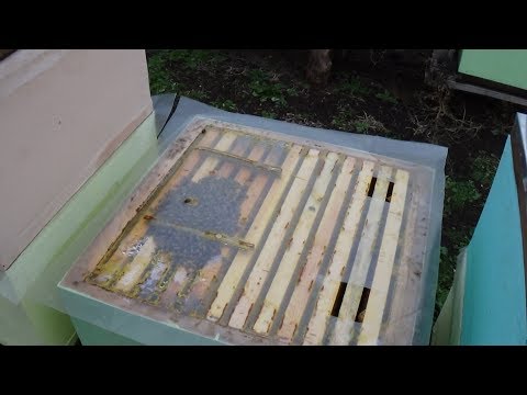 Обзор точка бакфаст зимой на пасике