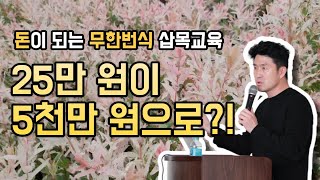 돈이 되는 플라밍고 셀릭스 무한번식 삽목교육! 자투리땅을 활용한 수익창출의 기회!