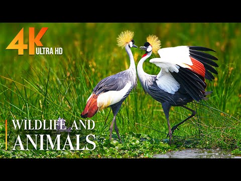 Swamp Wildlife 4K 🌿The most realistic footage of wild animals with soothing relaxing music