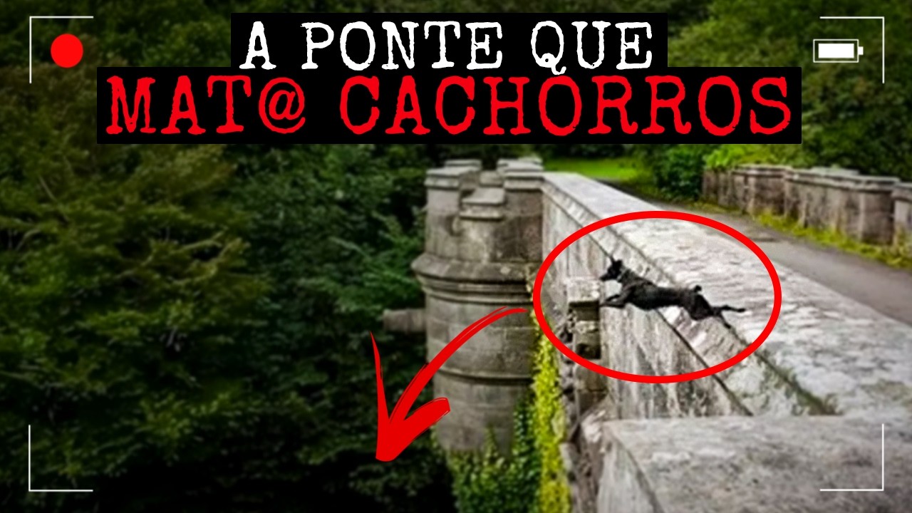 A Ponte Que Faz Cachorros Pularem Para M0rte