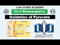 oxidation of pyruvate class 11 biology - cellular respiration - oxidation of pyruvate