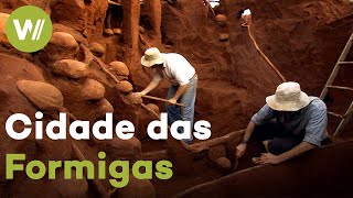 Megalópole secreta de formigas descoberta - uma verdadeira maravilha do mundo!