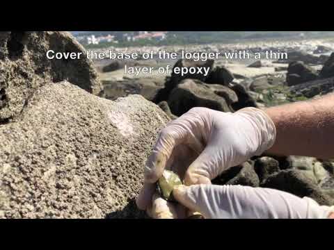 Step 3: attaching the loggers to the rock
