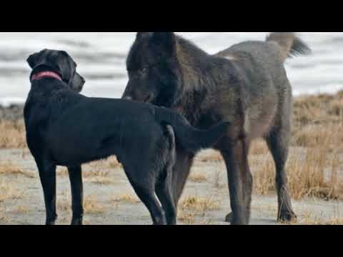 Cuentos naturalmente uno " El lobo y el perro" (narración)