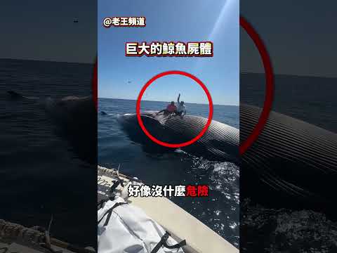 小心鯨魚鯨爆 😰