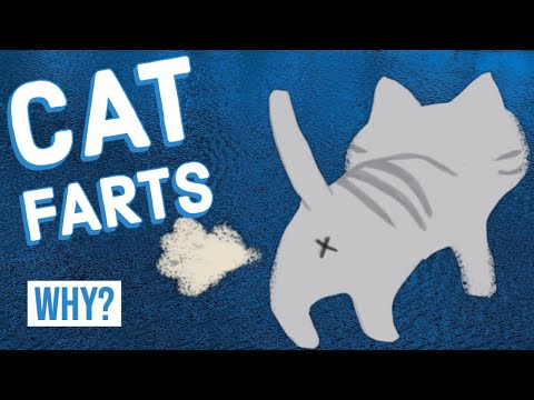 Why Is Your Cat Constantly Farting? - YouTube