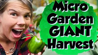 This MICRO Garden Can Feed an Army!