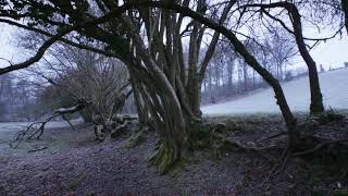 TROGNES, les arbres aux mille visages