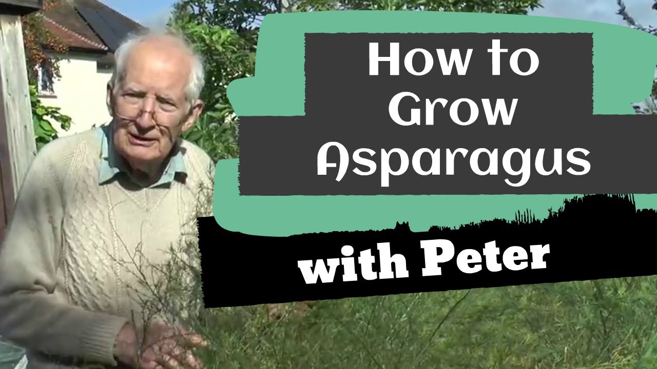 Growing Asparagus
