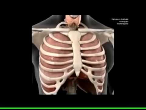 Danno articolare con la tonsillite Strofinare nellarticolazione del ginocchio