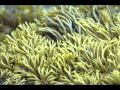 Dúlamán (Clannad) - TyTruba Dúlamán (Clannad)