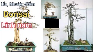 Cây phôi nguyên liệu bonsai là gì? Một số loại cây phôi nguyên liệu bonsai dễ trồng