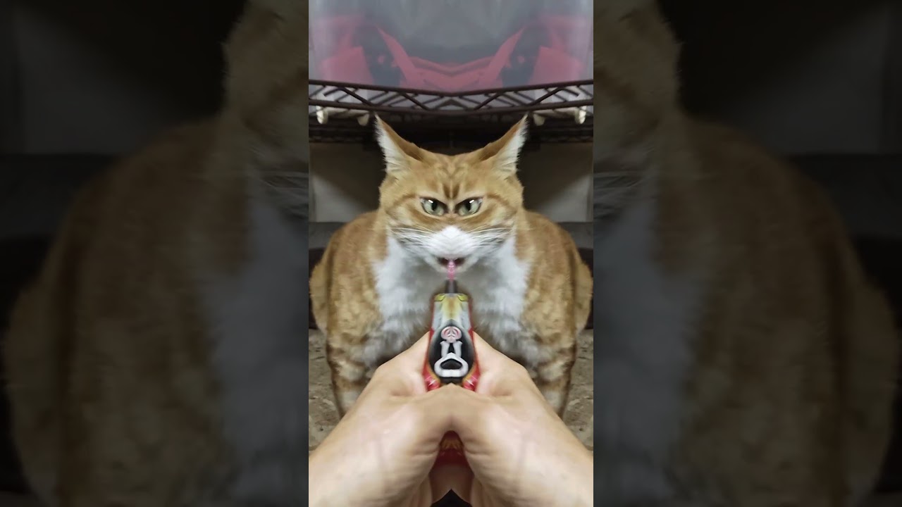 2026 01 16　03　猫動画ショートですニャン ‐ #cat #子ネコ #猫 #catsofyoutube #cats