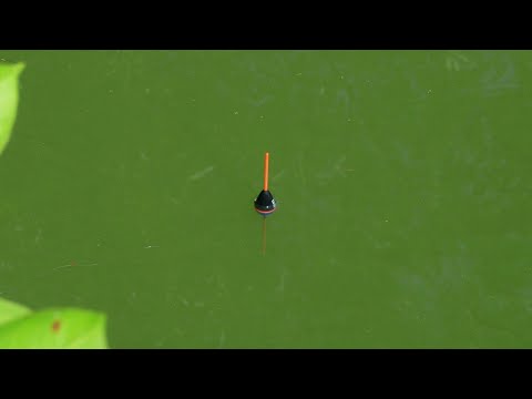 Float Fishing with Worms 🪱 and Feeder in the Garden Pond 🎣