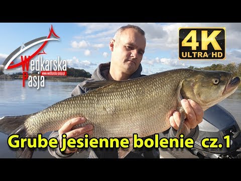Grube jesienne bolenie cz.1 odc. 146 | #wędkarstwo spinningowe 4K | #rekordowe bolenie | #big aspius
