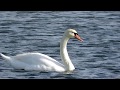Mute Swans in Willows