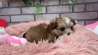 ハーフ犬の動画01