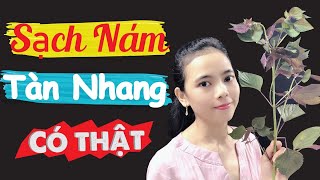 Kem trị Nám Clobetamil G chính hãng Thái Lan 25g