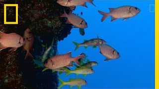 These are the Ocean's Protected Areas—and We Need More | National Geog