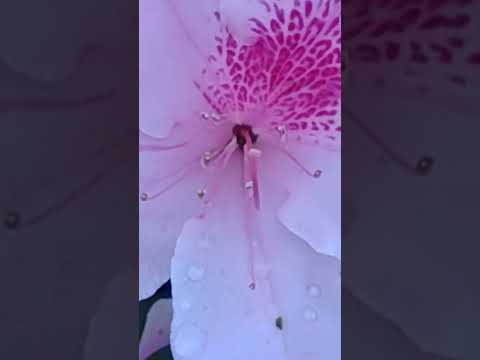 冬にツツジを保護する方法 地上鉢のシャクナゲのメンテナンス