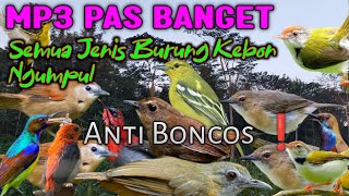 Download lagu Terbaru Mp3 Pikat Burung Kebun Ampuh 💯 dapatnya juga pasti sekebun‼️ mp3
