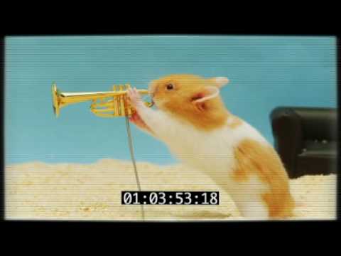 Beaker's Clever Hamster Audition