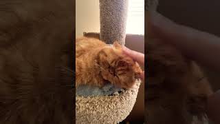 Download lagu 🥰😍 #drummer #drums #music #drumming #cat #butifyoucloseyoureyes #catsit mp3 Download lagu 🥰😍 #drummer #drums #music #drumming #cat #butifyoucloseyoureyes #catsit mp3