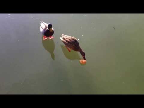 Segelschule Neusiedl  - Entenfütterung