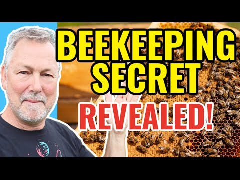 Beekeeping | One Of My Favorite Ways To Strengthen A Weak Hive