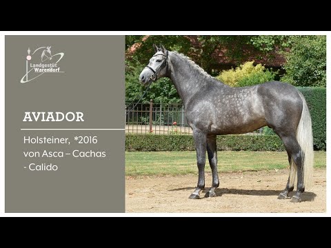 Aviador 20 02 2021 bei der Online Hengstschau im NRW Landgestüt Warendorf