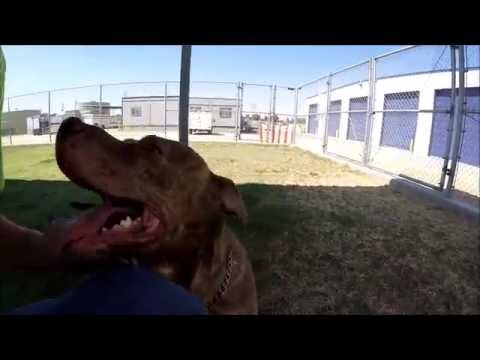 DOG BLOG 8 03 16 BRANDY AND HOBO