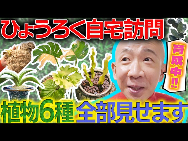 変態植物倶楽部 列島縦断！ひょうろくの未確認変態は何処に | テレビ大阪
