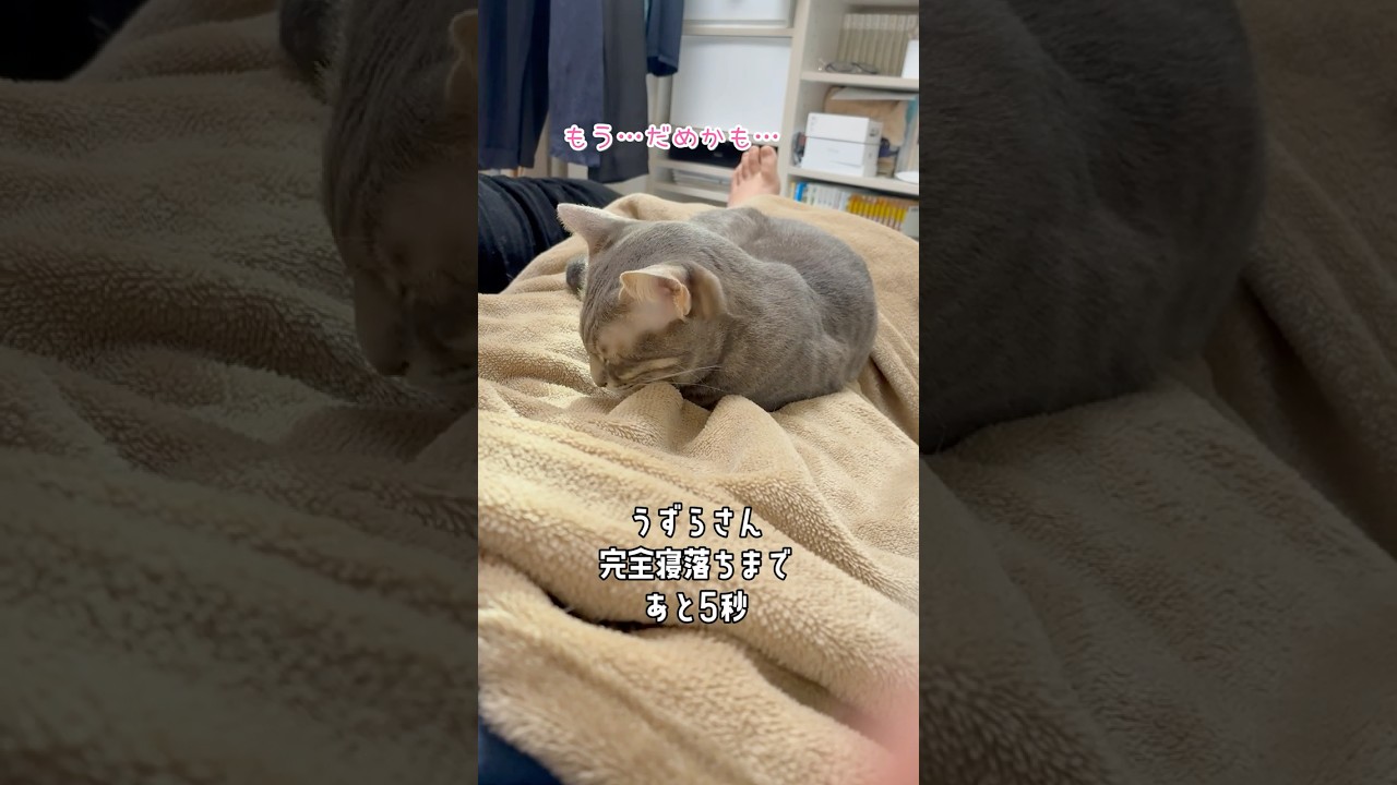 カクンッ！と寝落ちしちゃううずらさん #cat #猫 #shorts