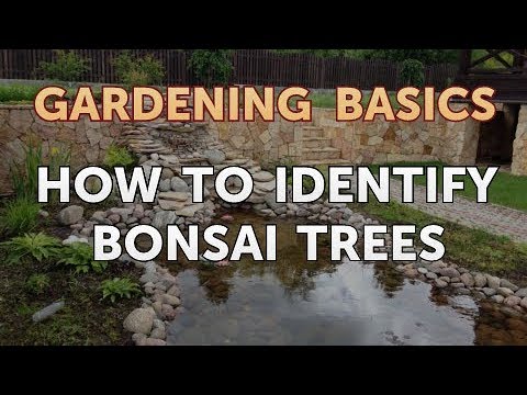 download lagu mp3 mp4 How To Identify Bonsai Tree, download lagu How To Identify Bonsai Tree gratis, unduh video klip How To Identify Bonsai Tree