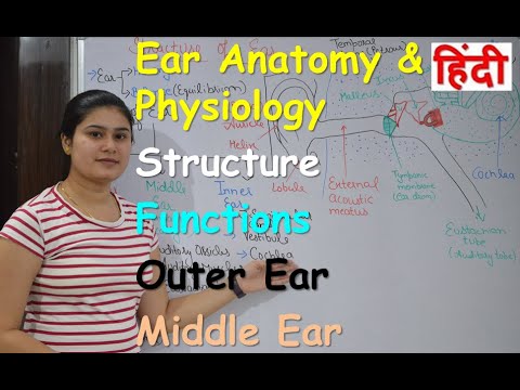 Ear anatomy & physiology in Hindi | Part 1 | Structure | Functions | Outer ear | Middle ear